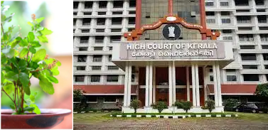 तुलसी पर प्राइवेट पार्ट के बाल डालने वाले अब्दुल को लेकर कोर्ट सख्त, पुलिस की मानसिक रोगी वाली दलील पर लगाई फटकार