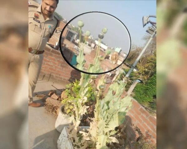 “यमुनानगर में घर की छत पर उगाता था अफीम, चंडीगढ़ से लाया था बीज; पुलिस ने दबोचा”