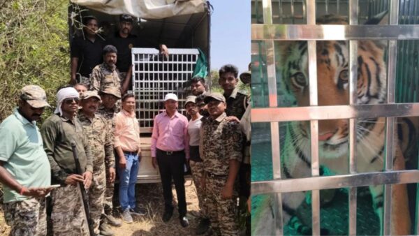 भंडारा: कुरमुडा गांव में बाघ पकड़ा गया, वन विभाग की कार्रवाई से ग्रामीणों ने ली राहत की सांस