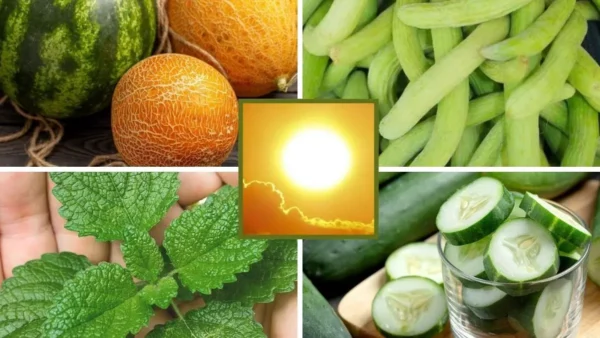 कड़ी धूप में भी रखें शरीर को ठंडा, गर्मियों में इन फूड्स को जरूर करें डाइट में शामिल