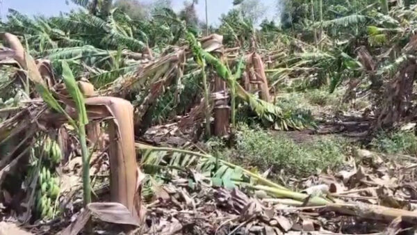 बुलढाणा: प्री-मानसून बारिश का कहर, 56 गांव प्रभावित, 500 हेक्टेयर से अधिक में ग्रीष्मकालीन फसलें तबाह