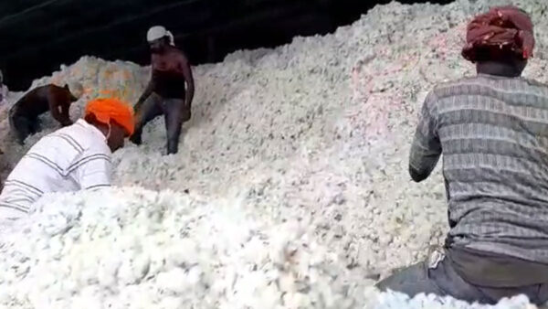 अमरावती: भारत विरोधी नीतियों पर कड़ा रुख, भारतीय कपास संघ ने तुर्की से किया व्यापार बंद