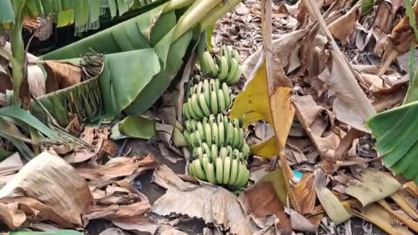 अकोला: प्री-मानसून बारिश से तबाही, 909 हेक्टेयर में फसलें बर्बाद