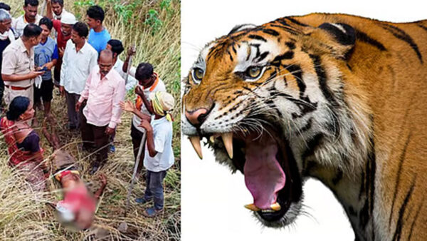 चंद्रपुर: बाघ के हमले में चरवाहा की मौत, बचाने गया भतीजा गंभीर रूप से घायल