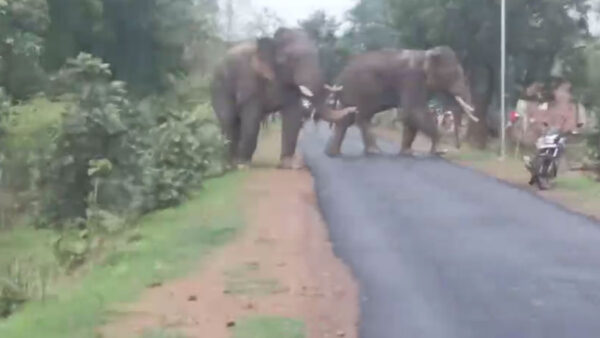 चंद्रपुर: सिंदेवाही तहसील में हाथियों का आतंक, दहशत में नागरिक