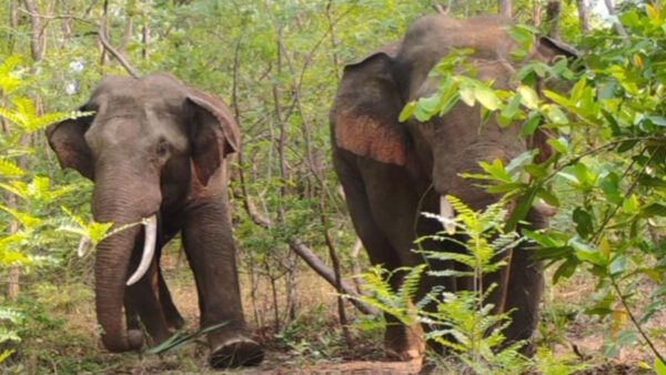 चंद्रपुर: ताडोबा-अंधारी टाइगर रिजर्व का सफारी पर्यटन संकट में, जंगली हाथी की आमद से वन विभाग अलर्ट