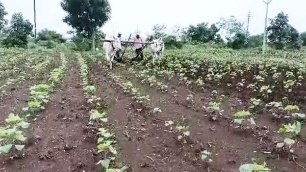 अमरावती: बारिश के आगमन से किसानों में खुशी की लहर, कहीं बूंदाबांदी तो कहीं मूसलाधार बारिश