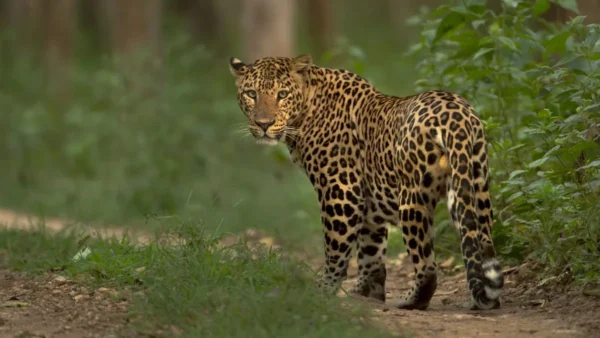 जयपुर के रिहायशी इलाके में घूम रहे तेंदुए को पकड़ा गया, दुकान में छिपा था; 3 घंटे चला रेस्क्यू अभियान