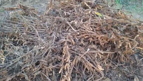 अकोला: दुधाला क्षेत्र के किसानों पर दोहरा संकट — सोयाबीन फसल बर्बाद, तुअर में कीट प्रकोप से बढ़ी चिंता