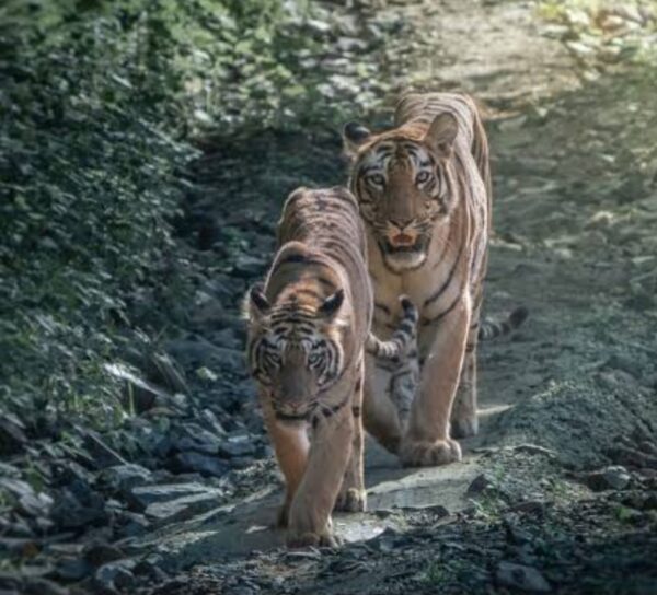 “ताडोबा की ‘चंदा’ और ‘चांदनी’ के स्थानांतरण का स्थानीयों ने किया विरोध; क्या ‘सह्याद्री’ बाघ पुनर्वास अभियान पर पड़ेगा असर?”