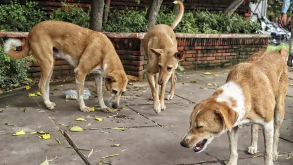 सुप्रीम कोर्ट का निर्देश: 8 हफ्तों में सभी सरकारी संस्थानों में बाड़ लगाएं, हाईवे से हटाए जाएं आवारा पशु