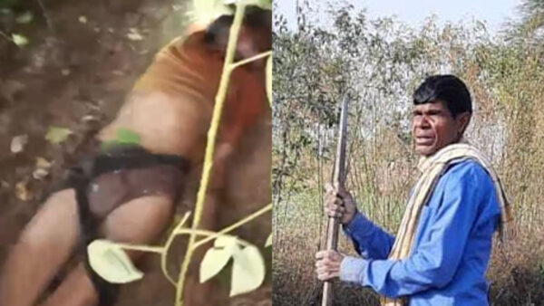 चंद्रपुर: कपास चुनते किसान पर बाघ ने किया हमला, मौके पर हुई मौत