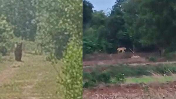 “भंडारा: लखनी के किटाडी में बाघों का आतंक, जीविका के लिए खेतों में जान जोखिम में डालकर काम कर रहे किसान”