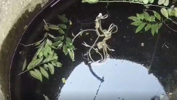 भंडारा: कुएं में गिरकर पांच साल की बच्ची की मौत, पवनी तहसील के कातुर्ली गांव में हादसा