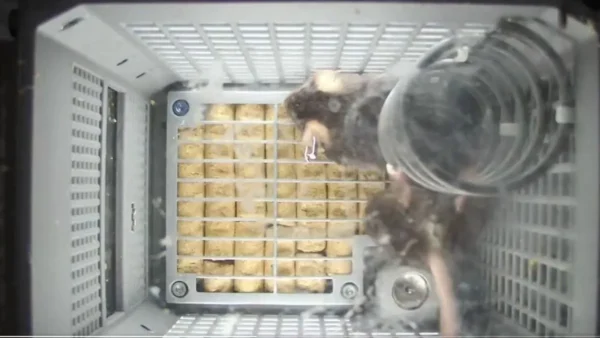 “चीन का अनोखा मिशन: अंतरिक्ष में भेजे गए 4 चूहे पृथ्वी पर वापस आए, वैज्ञानिक शुरू करेंगे जांच”