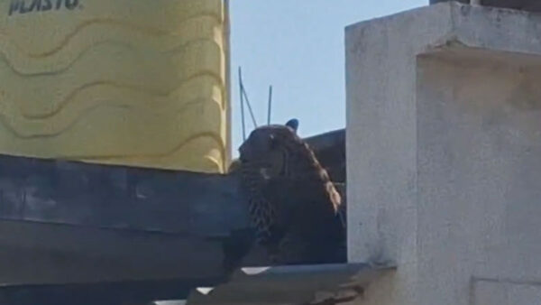 नागपुर के पारडी इलाके में तेंदुआ का आतंक, सात लोग घायल; बच्चों को ढूंढने के लिए टीम तैनात