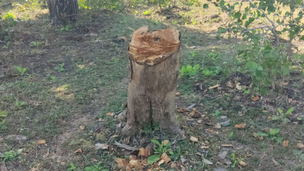 “यवतमाल: आर्णी में बड़े पैमाने पर सागौन के पेड़ों की कटाई, जंगली जानवरों और जंगल की सुरक्षा को खतरा”