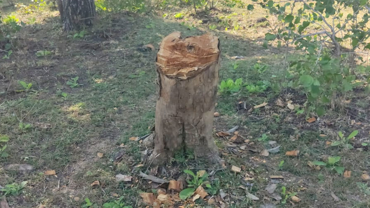 “यवतमाल: आर्णी में बड़े पैमाने पर सागौन के पेड़ों की कटाई, जंगली जानवरों और जंगल की सुरक्षा को खतरा”